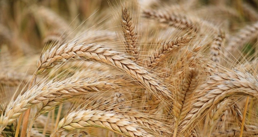 Аграрії Полтавщини зібрали понад 1,2 мільйона тонн зернових культур