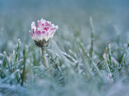У Полтавській області прогнозують заморозки на поверхні ґрунту