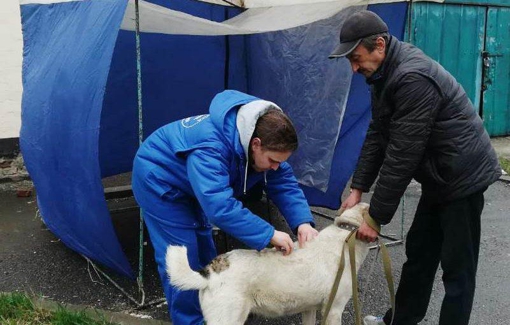 В Яківцях проводять безкоштовне щеплення тваринам через підтверджений випадок сказу