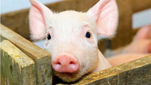 На Полтавщині через африканську чуму загинула свиня