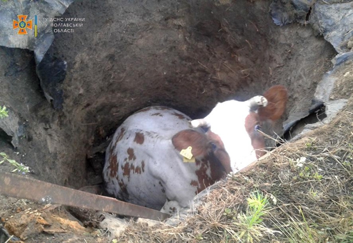 На Полтавщині врятували корову, яка впала в погріб