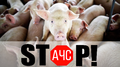 У Полтавській області три громади оголосили карантин через африканську чуму свиней
