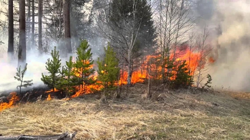 У Полтавській області оголосили надзвичайний рівень пожежної небезпеки