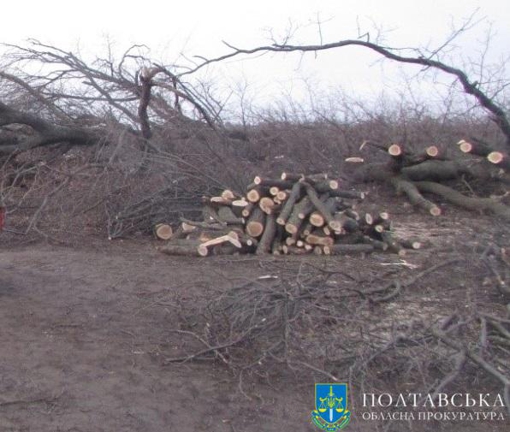 У Полтавській області судитимуть чоловіка за незаконну порубку дерев на понад 200 тис. грн