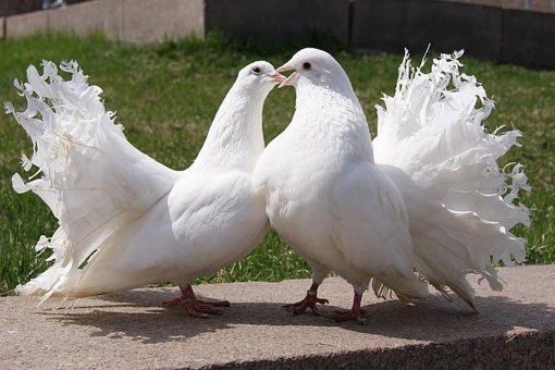 На Полтавщині відбудеться виставка голубів та домашньої птиці