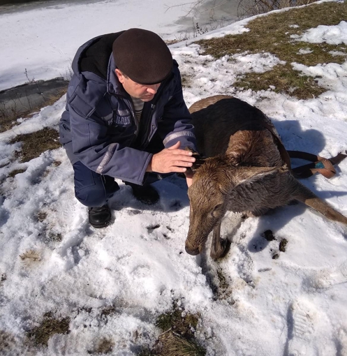 На Полтавщині з-під криги врятували оленят. ФОТО