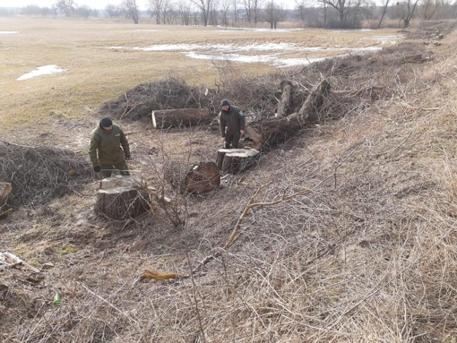 У Полтавській області виявили незаконну вирубку дерев на понад 3,5 млн грн