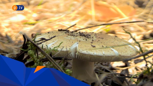 У Полтаві біля дороги продають гриби: як відрізнити їстівні від отруйних