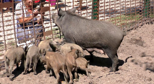 У екопарку на Полтавщині померли свині від африканської чуми