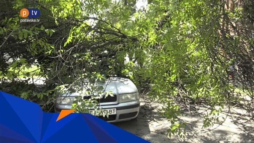 У Полтаві впало дерево та розбило автомобіль