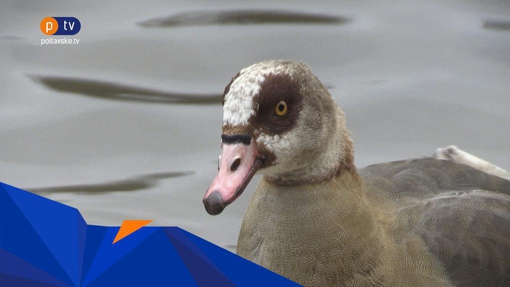 Попри зниження температури, птахи у полтавському дендропарку досі перебувають в озері