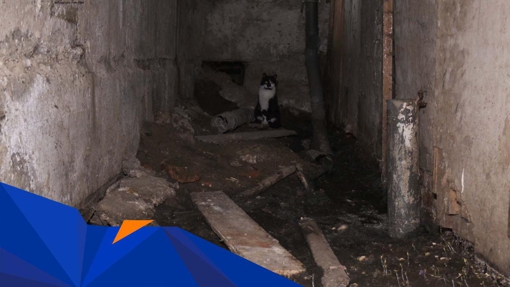 На вулиці Навроцького фекалії вже 20 років витікають у підвал