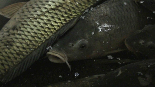 В Україні зникає прісноводна риба