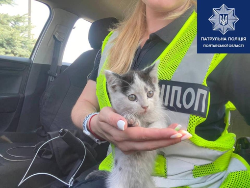 Полтавські патрульні врятували кошеня: воно отримало ім'я і родину