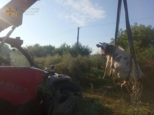 У Полтавській області надзвичайники за допомогою екскаватора рятували корову