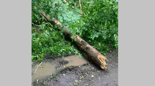 Під Полтавою на 15-річного хлопця впало дерево, врятувати підлітка не вдалося