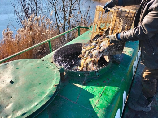 Водосховище на Полтавщині зарибнили 500 кг коропа