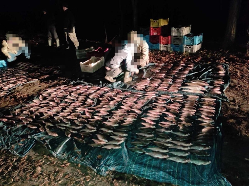 У Полтавській області промисловий рибалка незаконно наловив риби на понад 700 тис. грн
