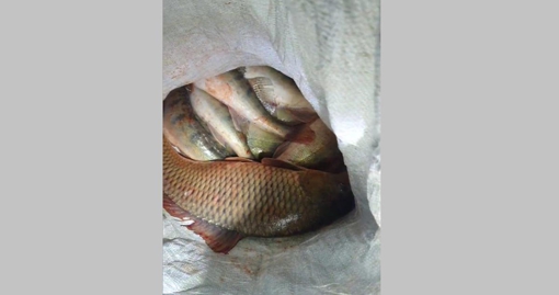 На Полтавщині незаконно наловили риби на майже 18 000 грн