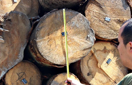 Суд визнав незаконною заборону заготівлі лісу у тергромаді на Полтавщині