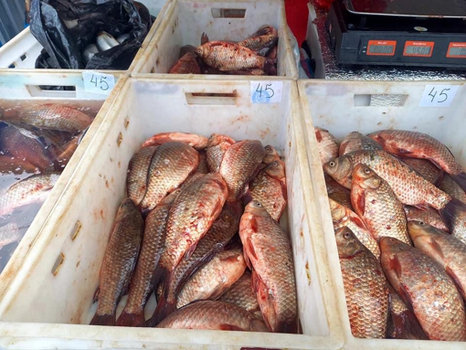 На Полтавщині виявили незаконний збут понад 200 кг риби