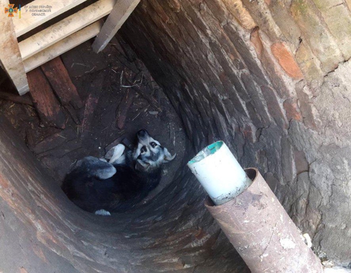 На Полтавщині рятувальники витягли із каналізаційного колектора собаку