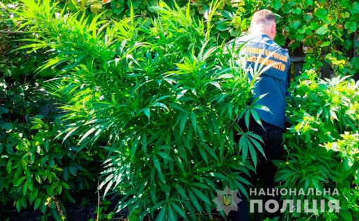 На Полтавщині у чоловіка виявили 50 рослин конопель та майже півтора кілограма подрібненого канабісу