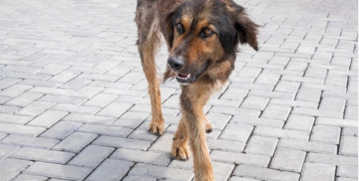 На Полтавщині виявили сказ у безпритульного собаки