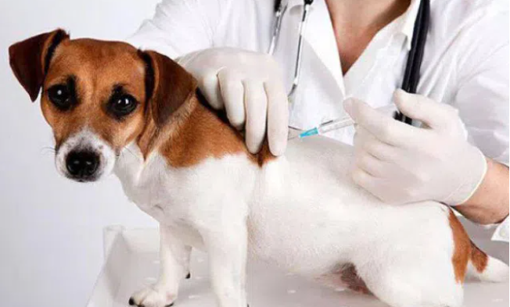 На Полтавщині безоплатно вакцинуватимуть тварин проти сказу