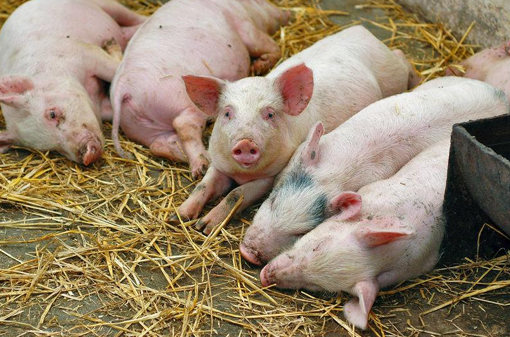 У Полтавській області на фермі зафіксували африканську чуму у свиней