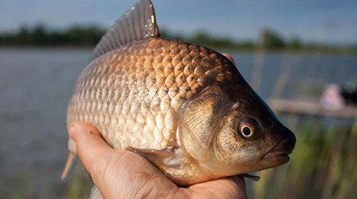 На Полтавщині триватиме заборона на вилов риби: що відомо?