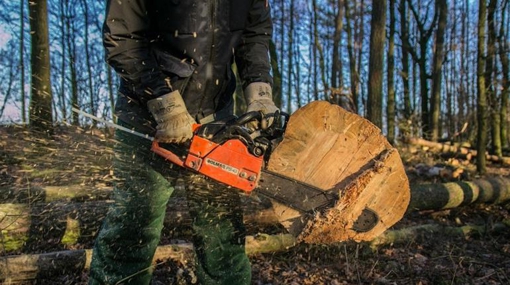 Незаконна порубка дерев на понад  200 тисяч грн: на Полтавщині судитимуть підприємця