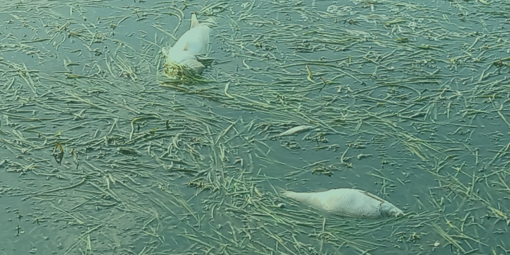 У водосховищі на Полтавщині виявили мертву рибу та раків