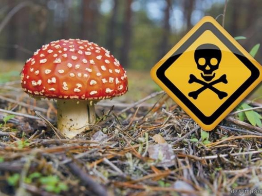 Не все, що росте в лісі, їстівне