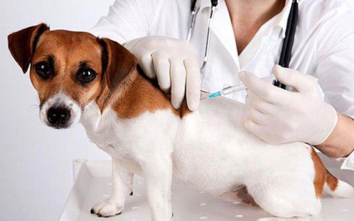 У Полтаві безплатно вакцинують тварин проти сказу
