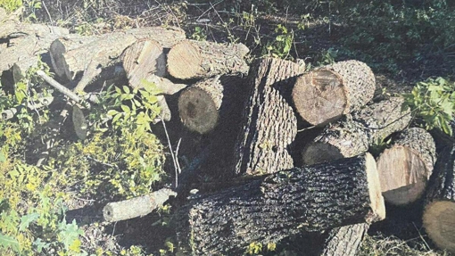 Двоє жителів Полтавської області вирубали деревини на суму понад 194 тисячі гривень