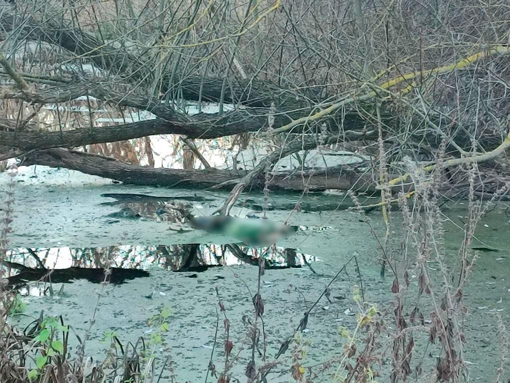 На Полтавщині у річці знайшли тіло чоловіка, якого розшукували понад два місяці