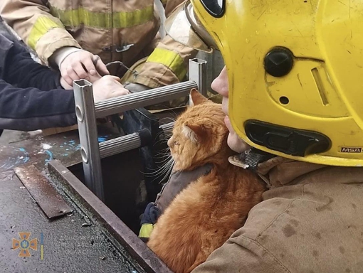На Полтавщині з шестиметрового колодязя врятували кота