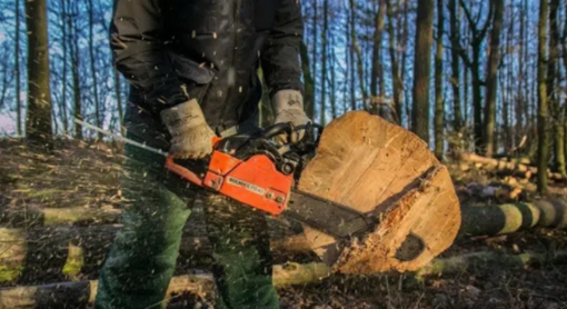 Незаконна порубка дерев на Полтавщині: чоловіка засудили до умовного терміну