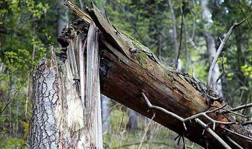 На Полтавщині на чоловіка впало дерево