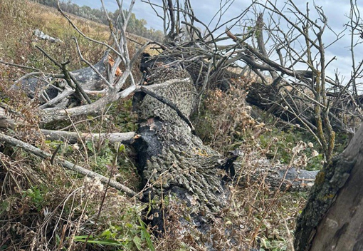 На Полтавщині на чоловіка впало дерево, він загинув