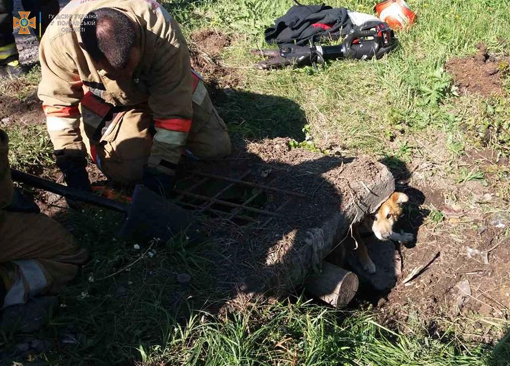 У Полтаві рятувальники дістали з колодязя собаку