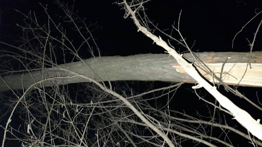 У Полтавській області від падіння дерева загинув чоловік