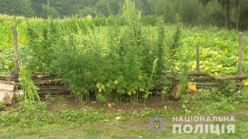 На Полтавщині місцевий житель вирощував коноплі та зберігав канабіс