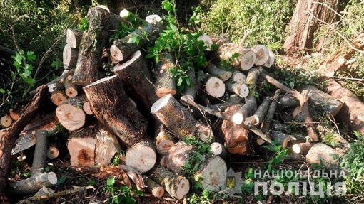 На Полтавщині поліція виявила незаконну вирубку лісу