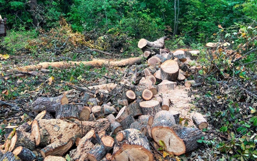 На Полтавщині викрили чоловіка, який незаконно вирубував ліс