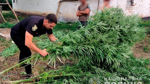 У Полтавській області знайшли понад 300 рослин конопель на присадибній ділянці у місцевого жителя
