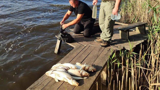 На Полтавщині у водосховищі масово загинула риба: у воді виявили небезпечні речовини