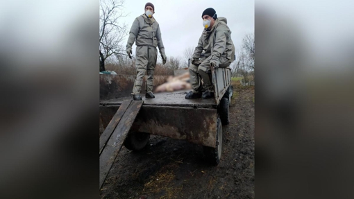 В одному з районів Полтавщини встановили карантин через спалах африканської чуми свиней