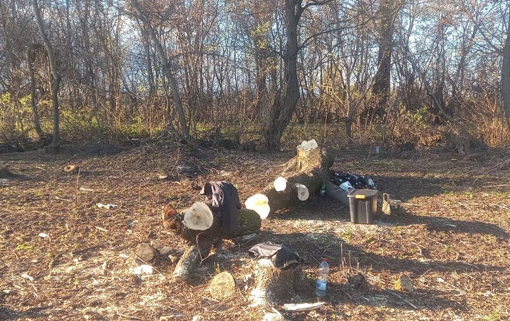 На Полтавщині викрили незаконну порубку лісу